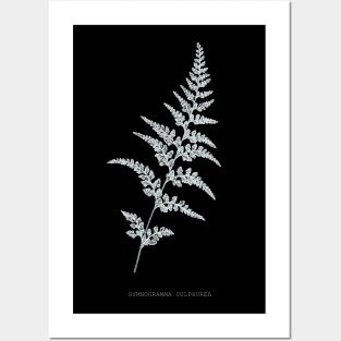 Fern - Gymnogramma Sulphurea - X-ray effect - 03 Posters and Art